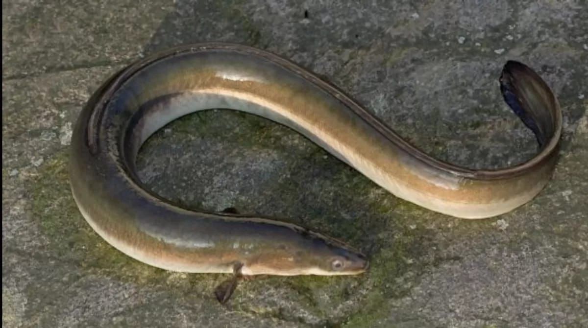 7 Manfaat Ikan Sidat untuk Kesehatan yang Jarang Diketahui