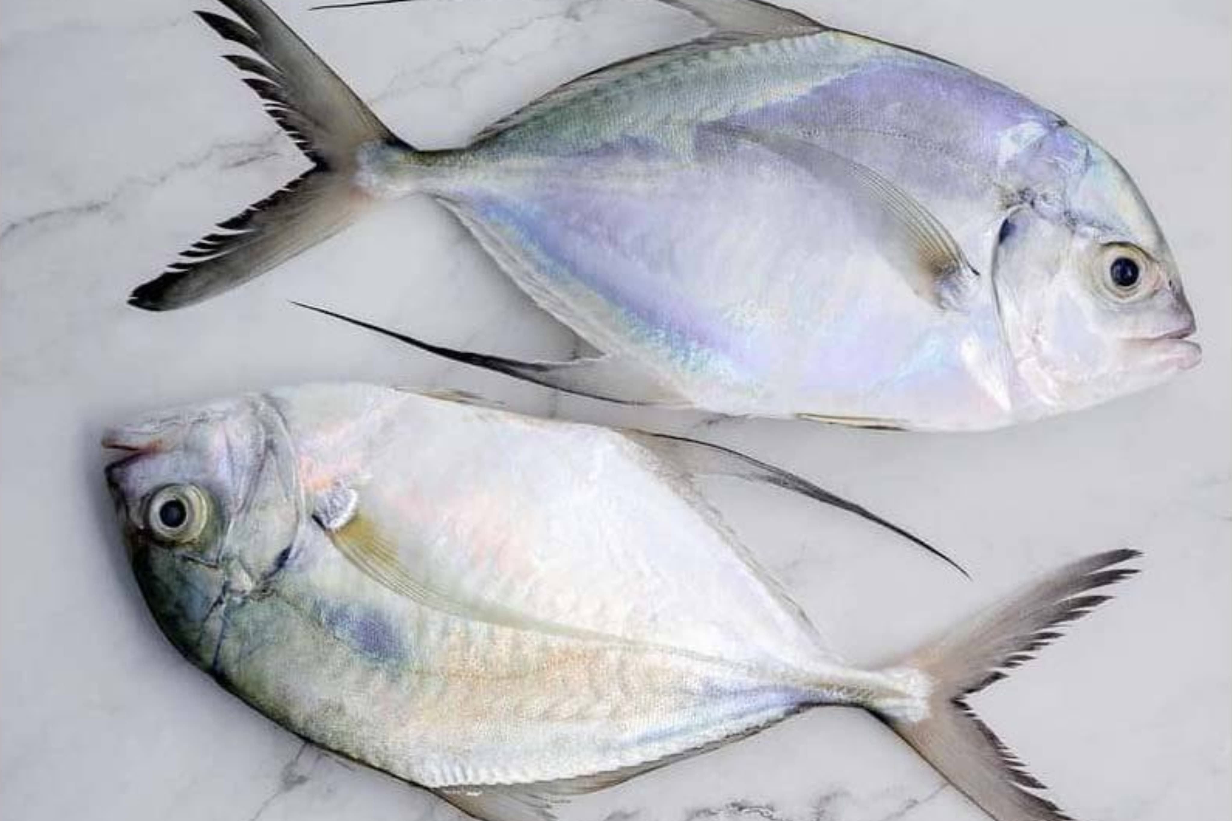 7 Manfaat Ikan Kuwe untuk Kesehatan Tubuh, Kaya Protein