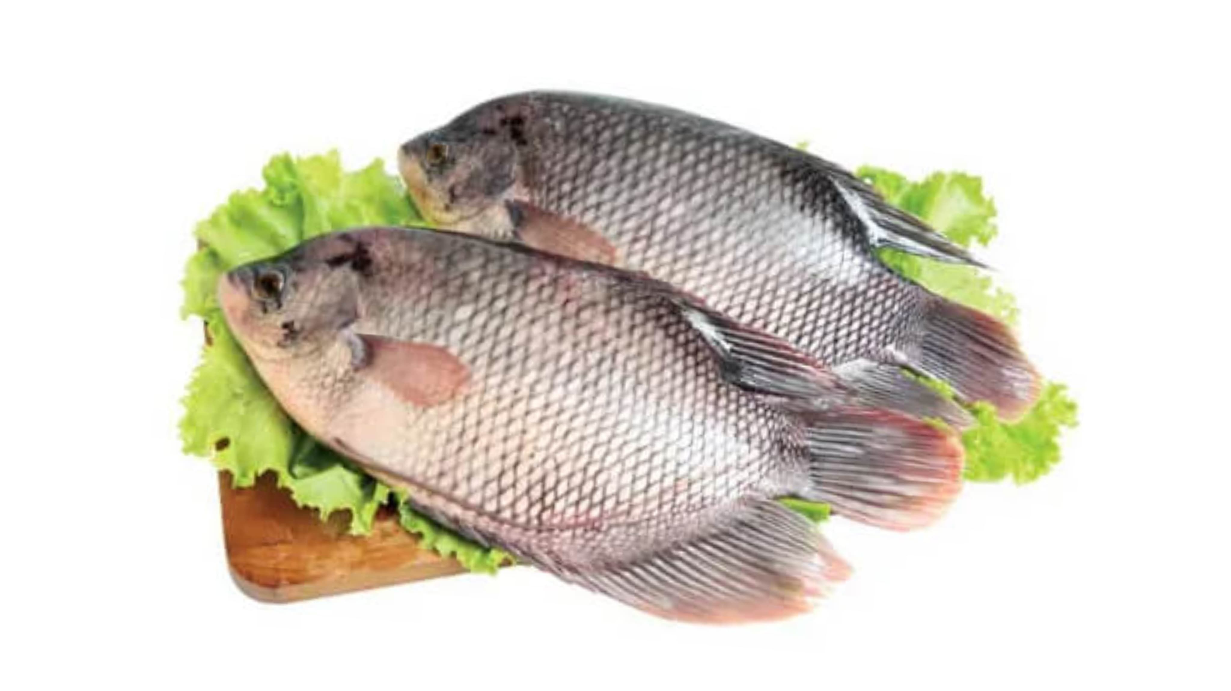 7 Manfaat Ikan Gurame untuk Kesehatan Tubuh yang Perlu Diketahui