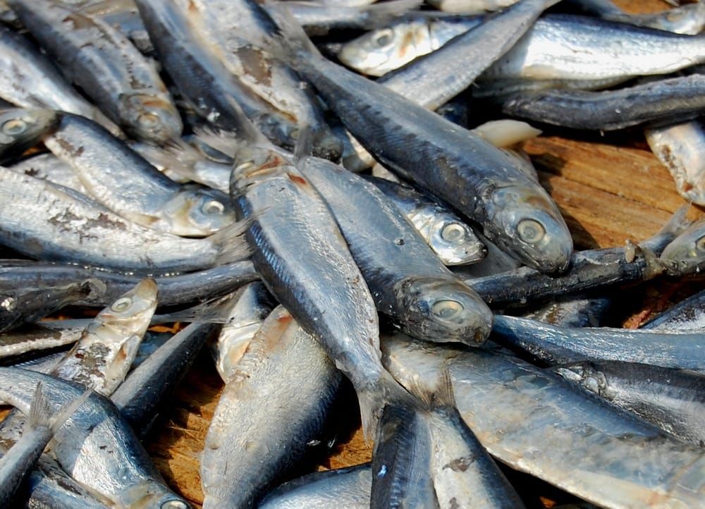 7 Manfaat Ikan Lemuru untuk Kesehatan, Sumber Omega-3 Alami