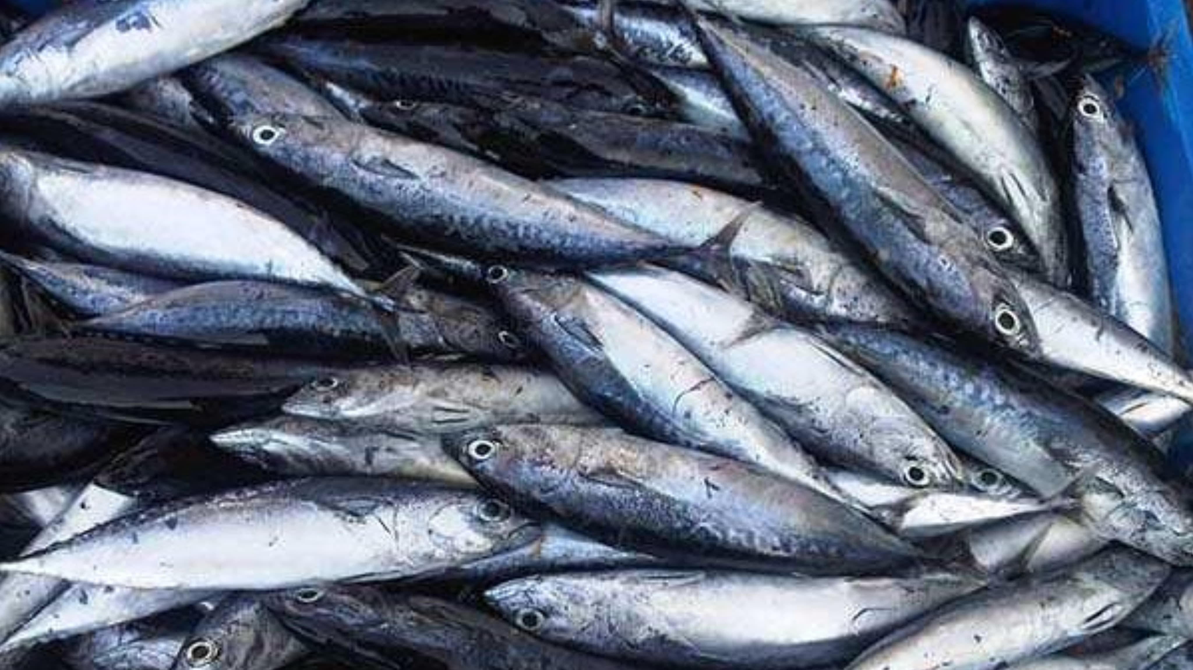 7 Manfaat Ikan Lemuru untuk Kesehatan, Sumber Omega-3 Alami
