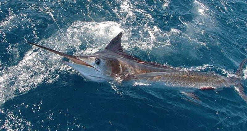 7 Manfaat Ikan Marlin untuk Kesehatan Tubuh yang Jarang Dibahas