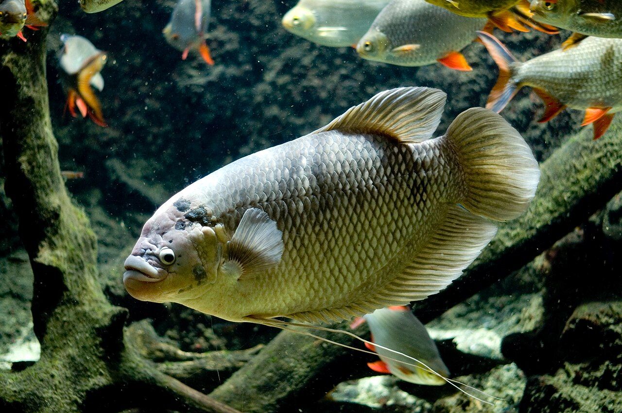 7 Manfaat Ikan Gurame untuk Kesehatan Tubuh yang Perlu Diketahui