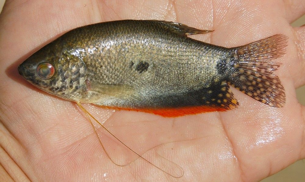 7 Manfaat Ikan Sepat untuk Kesehatan Tubuh yang Wajib Kamu Tahu