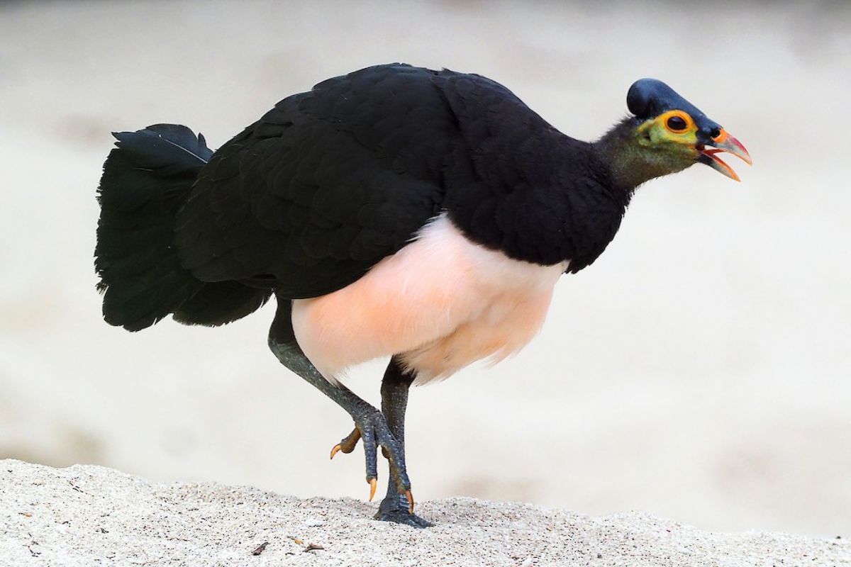 Kenalan Dengan Burung Maleo, Satwa Endemik Sulut