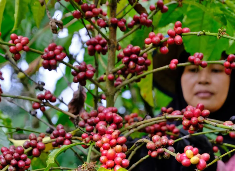 Harga Kopi Temanggung Melonjak Jadi Rp22.000 kg, Produksi Turun Akibat Cuaca Ekstrem