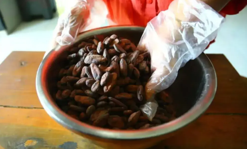 Kakao Malang Kian Menjanjikan, Komoditas Bernilai Tinggi yang Terus Didorong Produksinya