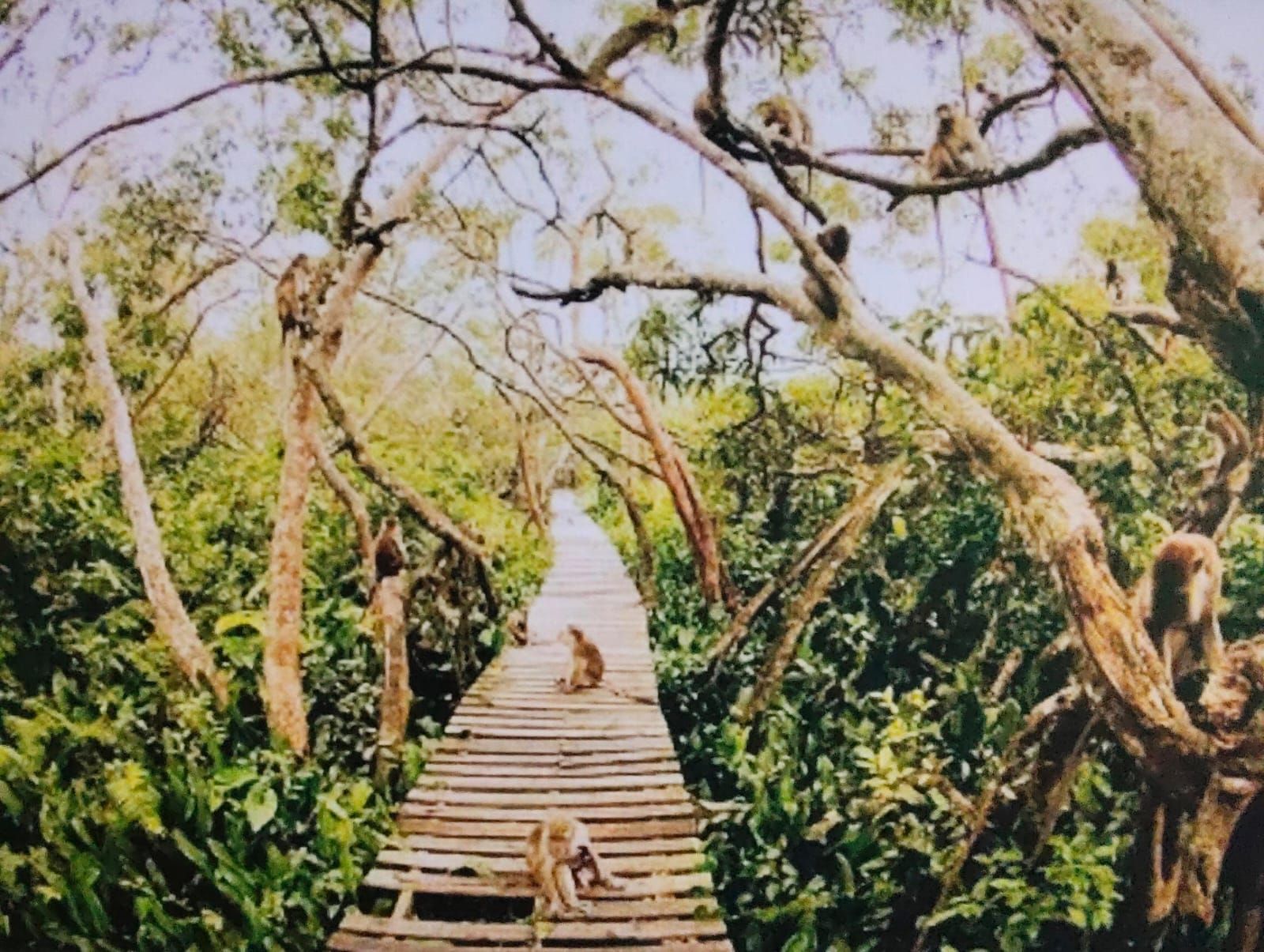 Menjelajahi Pulau Kembang: Cagar Alam Eksotis Habitat Bekantan di Kalimantan Selatan