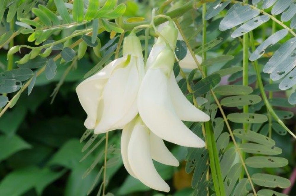 7 Manfaat Bunga Turi untuk Kesehatan yang Jarang Diketahui