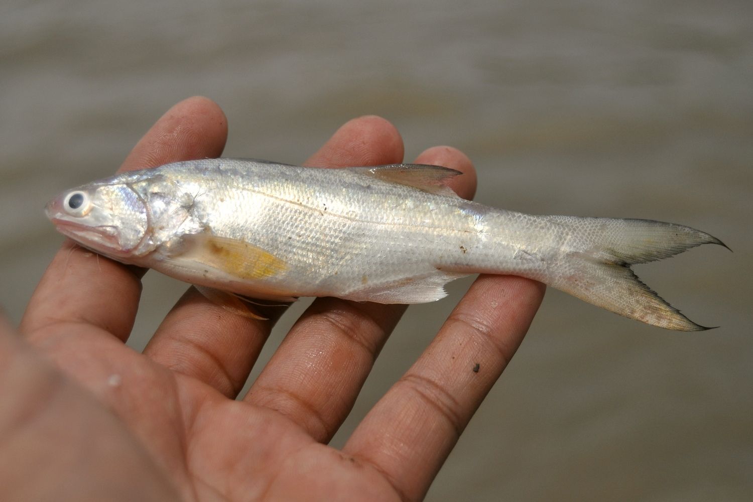 7 Manfaat Ikan Senangin untuk Kesehatan Tubuh yang Jarang Diketahui