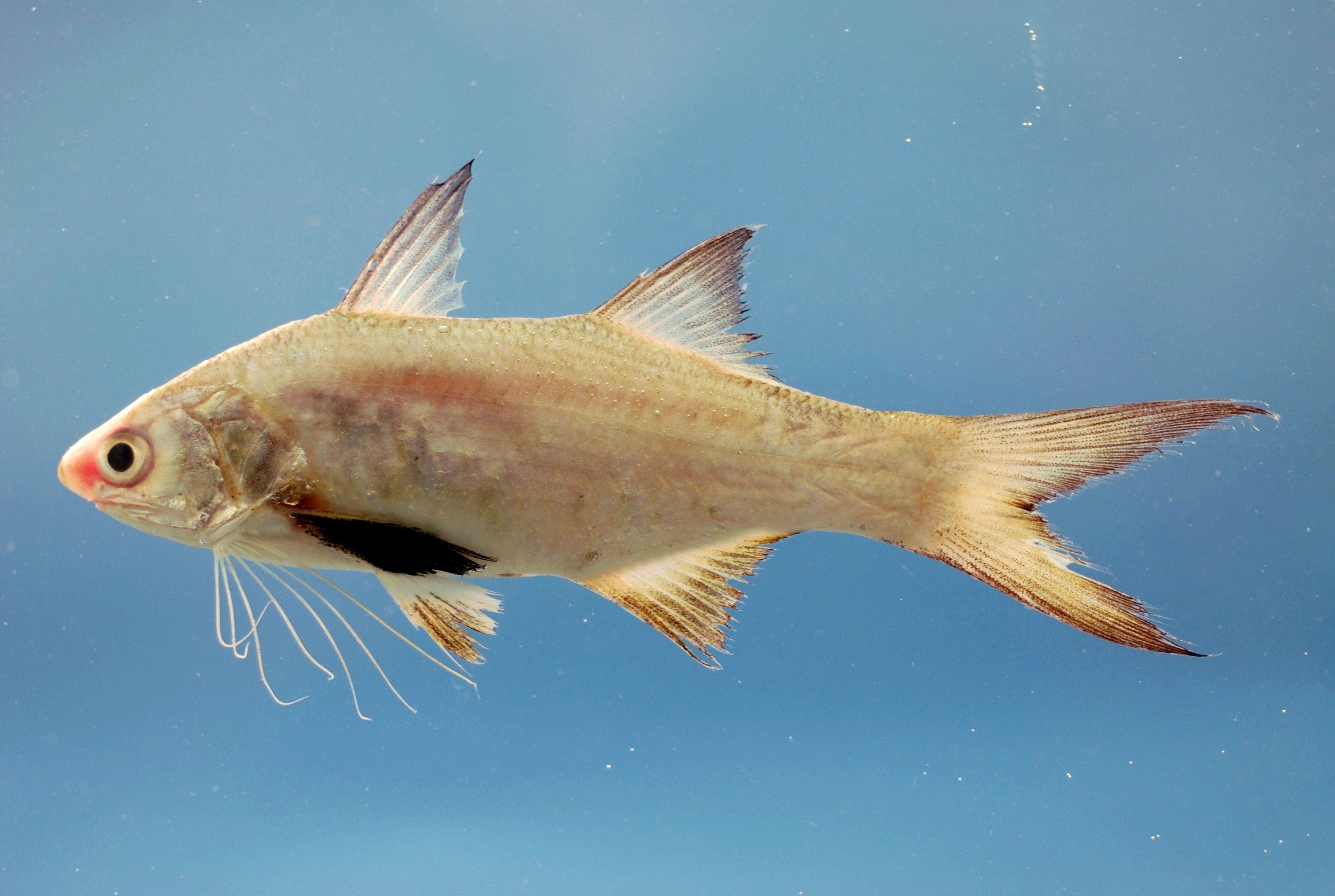 7 Manfaat Ikan Kurau untuk Kesehatan: Lezat dan Bergizi