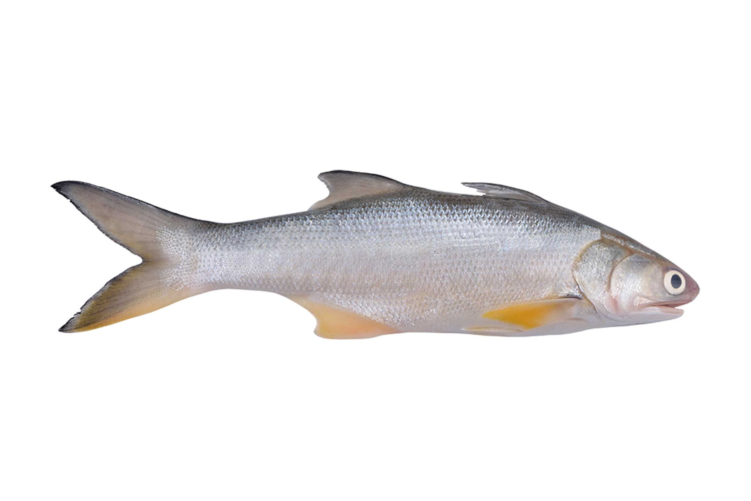 7 Manfaat Ikan Senangin untuk Kesehatan Tubuh yang Jarang Diketahui