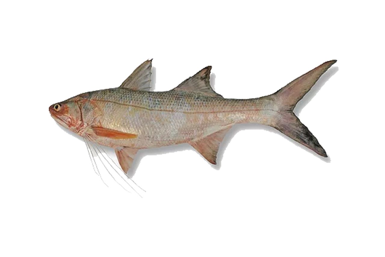 7 Manfaat Ikan Kurau untuk Kesehatan: Lezat dan Bergizi