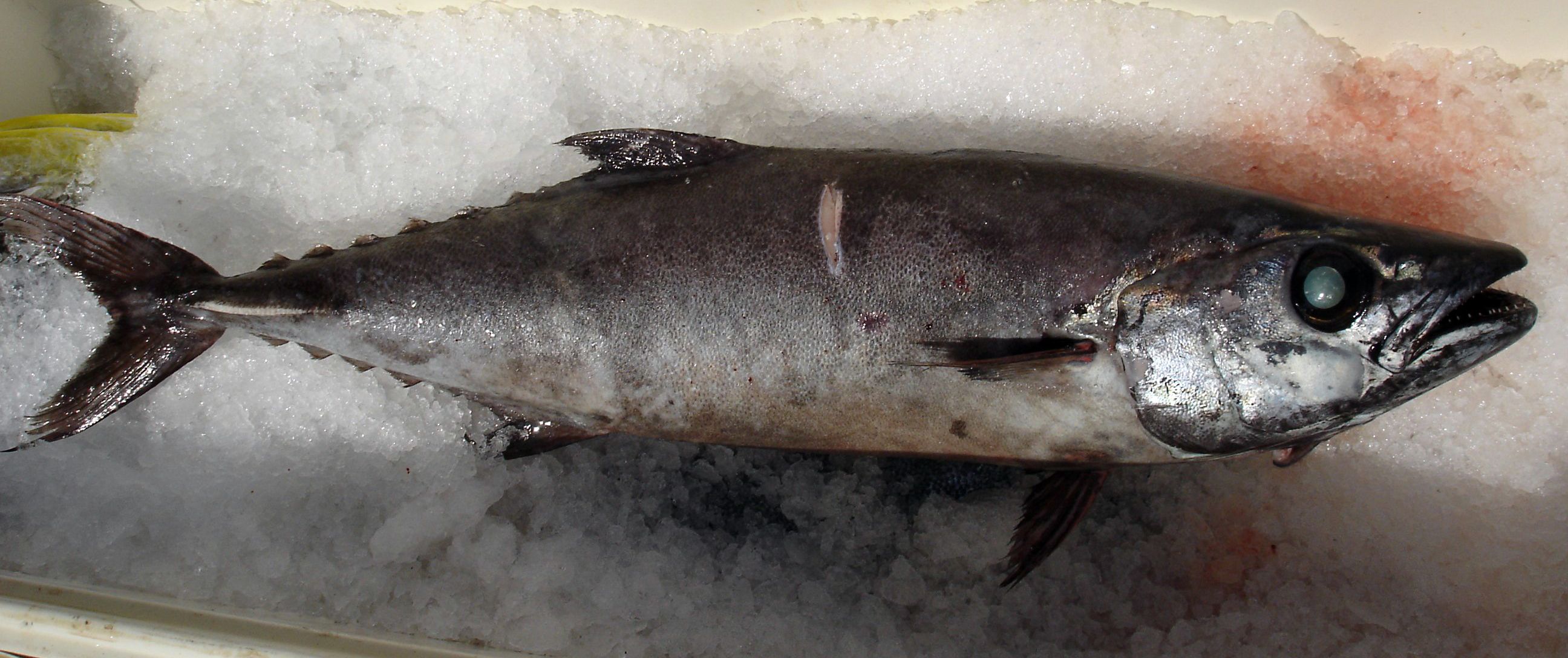 7 Manfaat Ikan Gindara untuk Kesehatan Tubuh yang Jarang Disadari