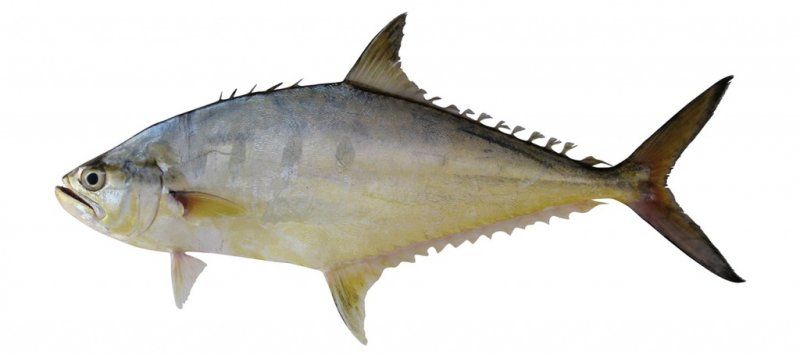 7 Manfaat Ikan Talang untuk Kesehatan Jantung hingga Otak