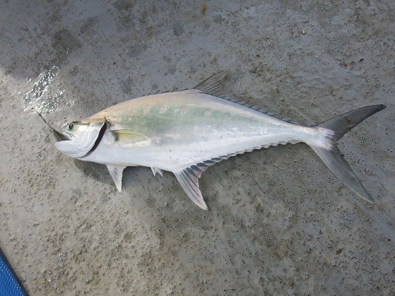 7 Manfaat Ikan Talang untuk Kesehatan Jantung hingga Otak