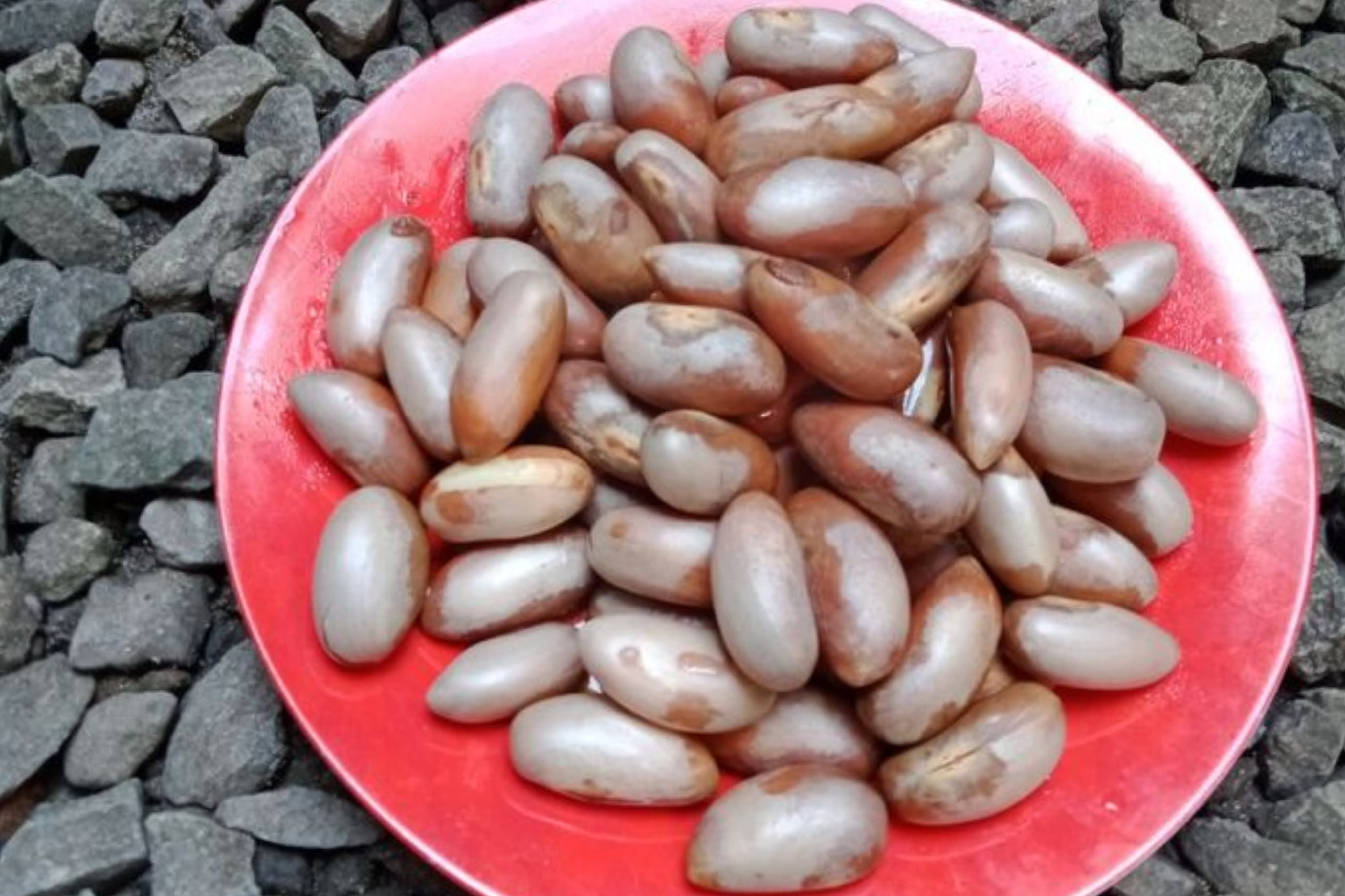 7 Manfaat Biji Nangka untuk Kesehatan yang Jarang Diketahui
