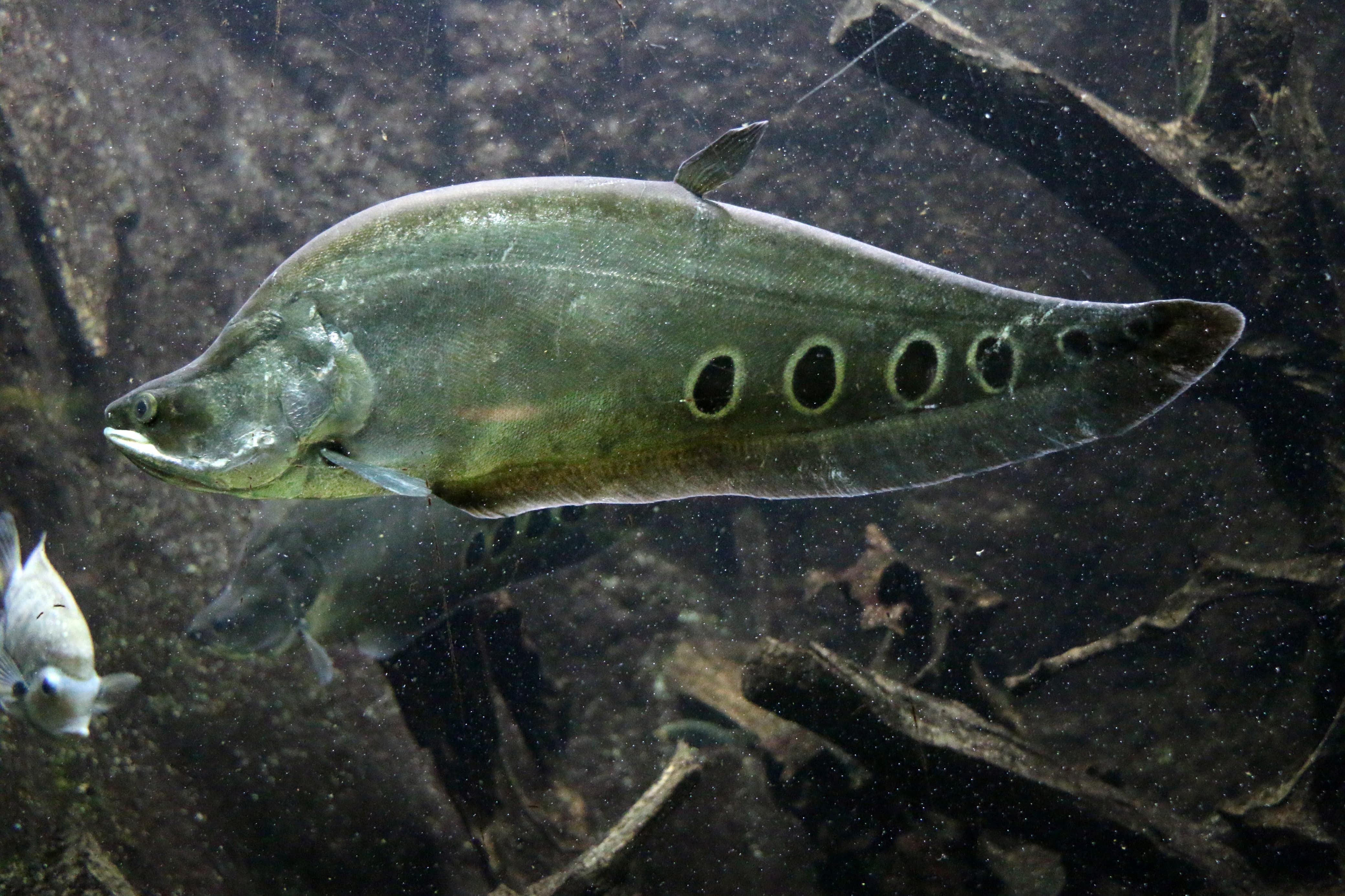 7 Manfaat Ikan Belida untuk Kesehatan yang Sayang Dilewatkan