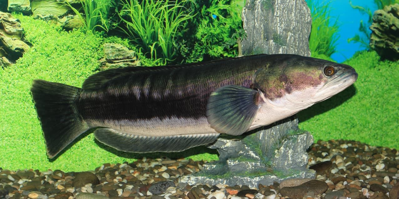 7 Manfaat Luar Biasa Ikan Toman untuk Kesehatan Tubuh