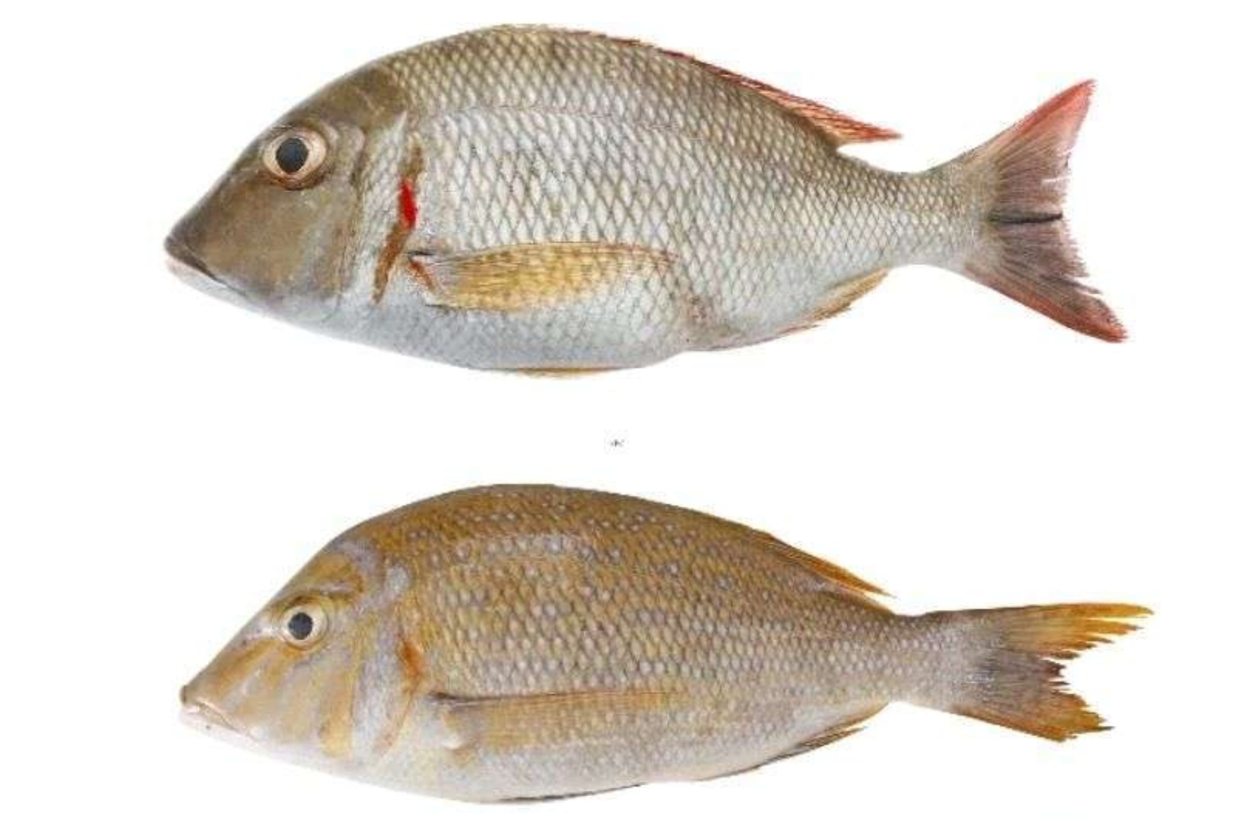 7 Manfaat Ikan Lencam untuk Kesehatan yang Perlu Kamu Tahu