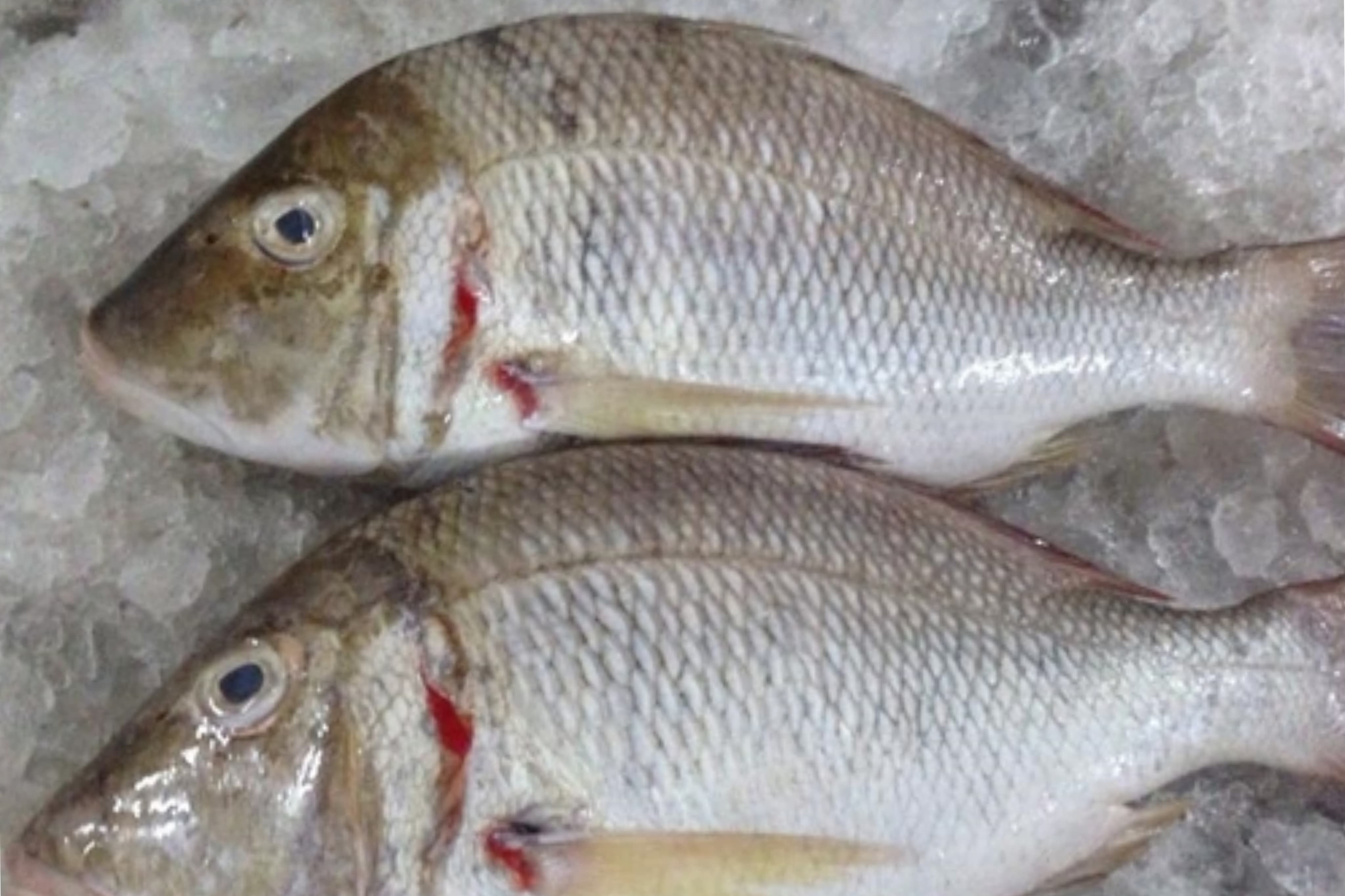 7 Manfaat Ikan Lencam untuk Kesehatan yang Perlu Kamu Tahu
