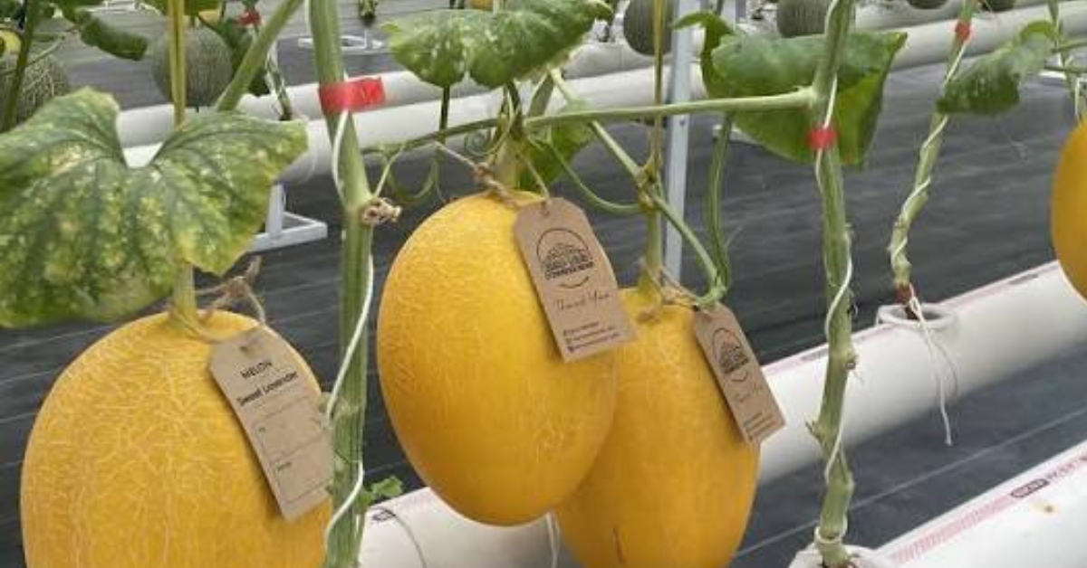 Serunya Agrowisata Kebun Petik Buah di Pekanbaru Untuk Liburan Keluarga