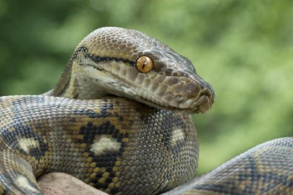 7 Ular Nggak Berbisa yang Sering Muncul di Rumah, Begini Cara Menghadapinya!