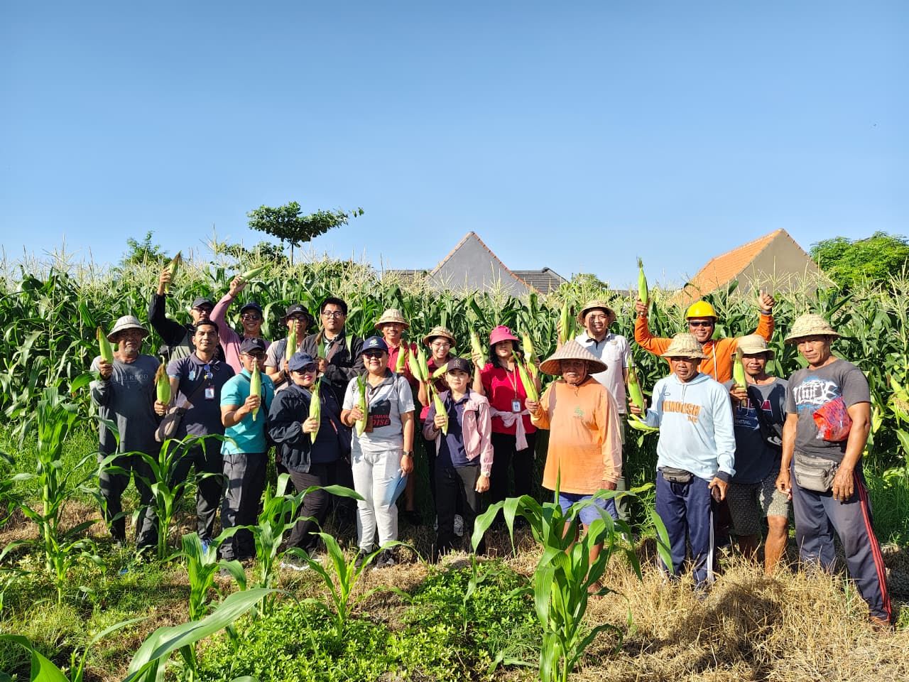 Denpasar Buktikan Lahan Bera Bisa Produktif, Panen Jagung Capai 16 Ton per Hektare