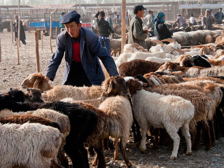 Cari Sapi dan Kambing Murah? Kunjungi Pasar Ternak Muara Bulian di Batanghari Jambi