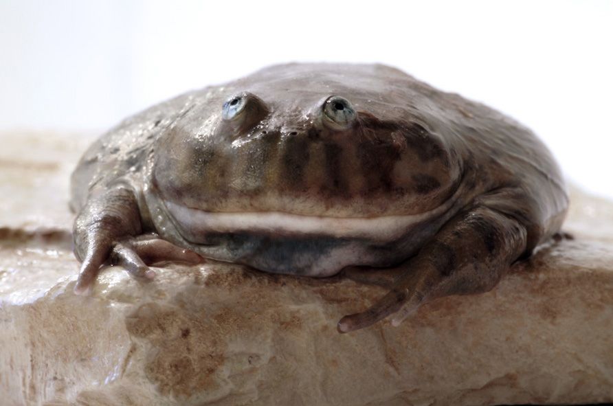 5 Fakta Menarik Budgett’s Frog, Katak Eksotis dengan Wajah Cemberut