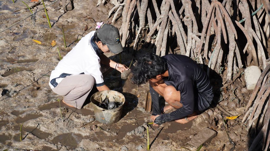 Mahasiswa KKN Itera Tanam Mangrove dan Selamatkan Terumbu Karang di Pahawang