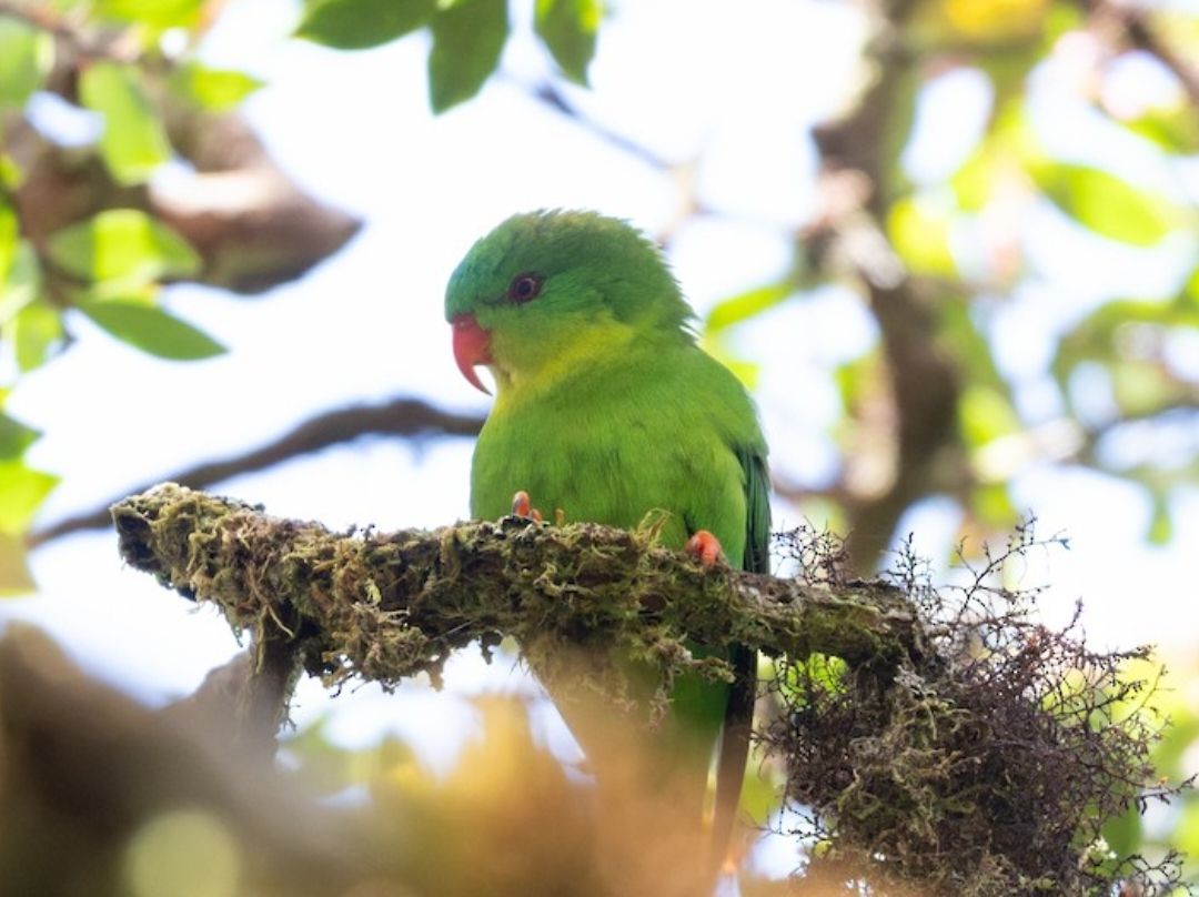 8 Fakta Blue-fronted Lorikeet, Burung yang Sempat Menghilang Hampir Seabad