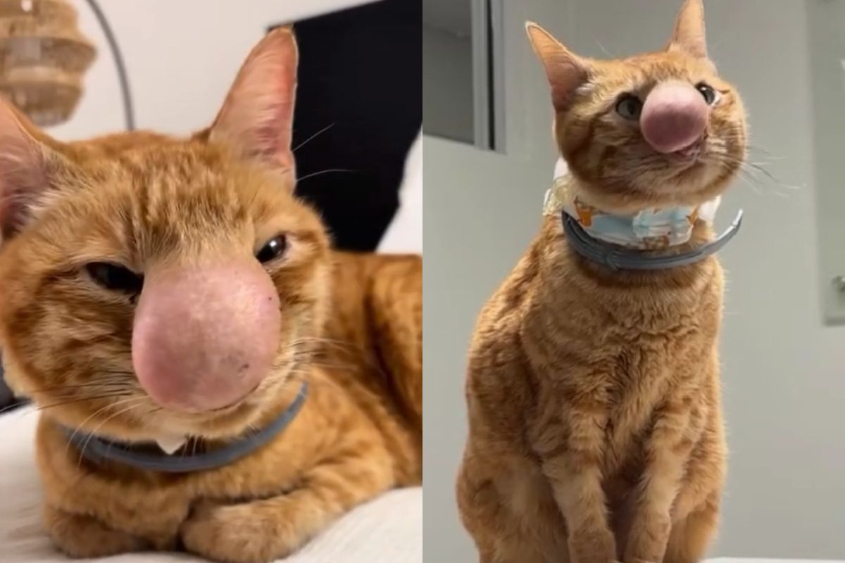 Bikin Khawatir! Hidung Kucing Oren Ini Bengkak Tak Biasa, Ternyata Ini Penyebabnya
