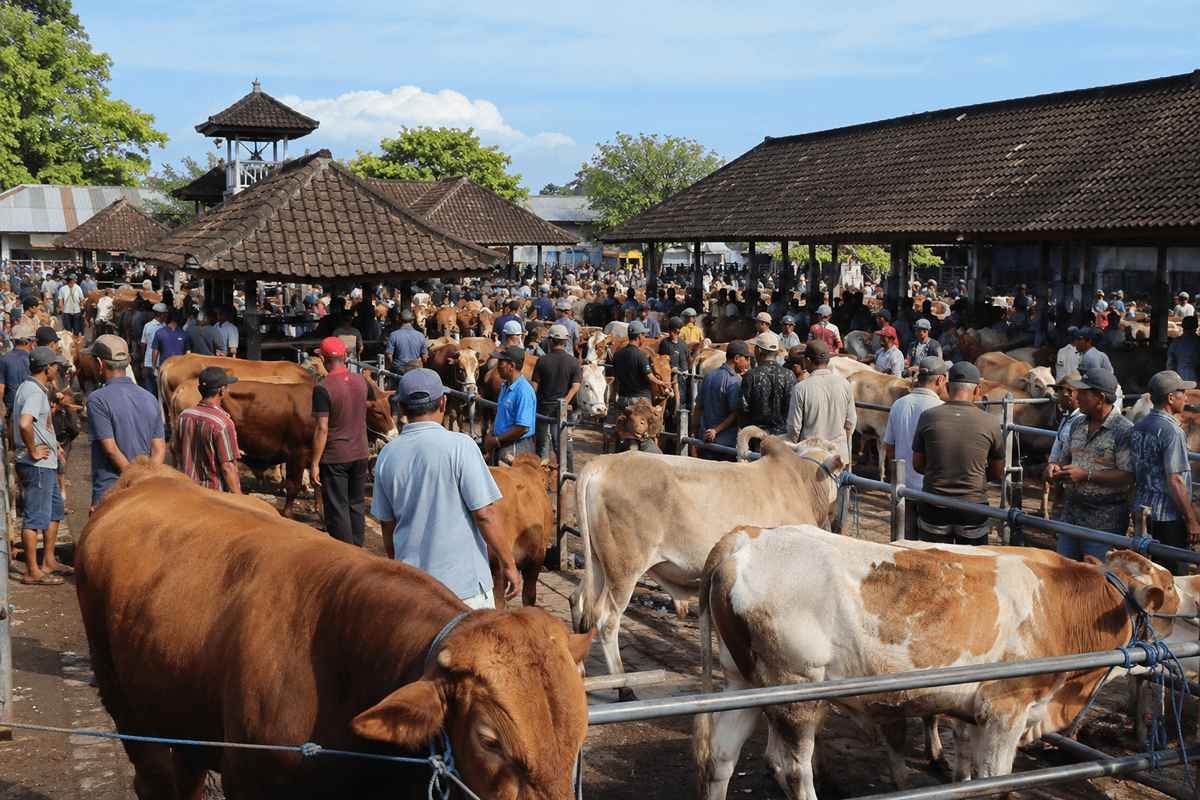 Rekomendasi Pasar Hewan Terbesar di Bali, Lengkap dengan Jadwal Pasaran, Lokasi, dan Jenis Ternaknya