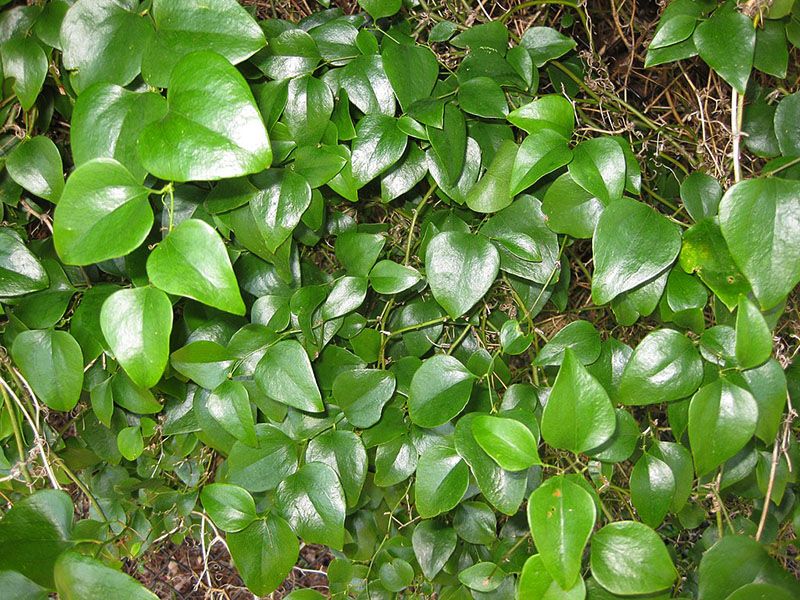 Obat Pilihan Para Pria, Fakta Menarik Tentang Daun Bungkus Papua