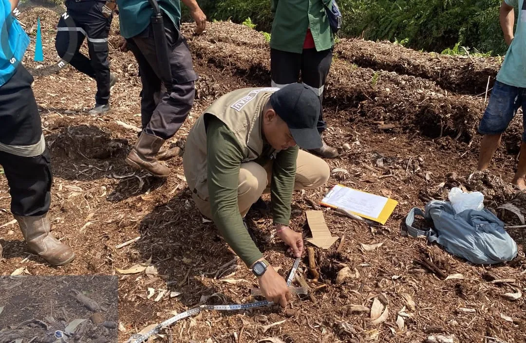 Harimau Sumatera Terkam Bocah di Pelalawan