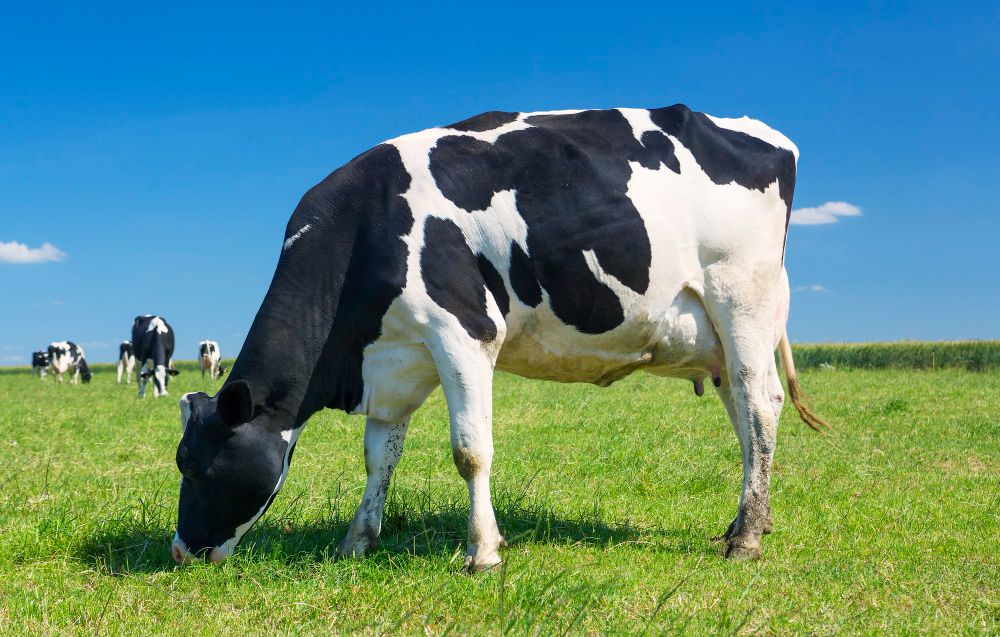 Bukan Sekadar Corak, Ini 4 Rahasia di Balik Warna Hitam Putih Sapi Friesian Holstein