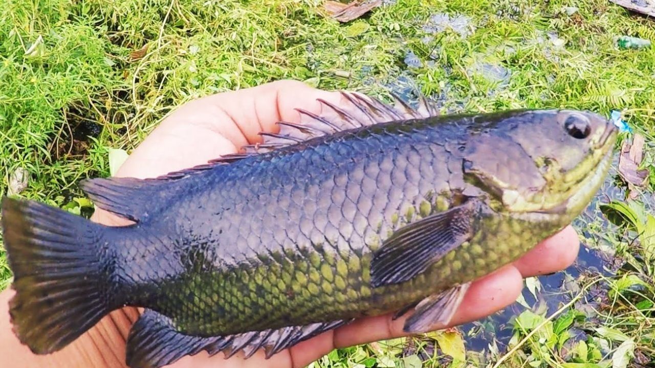 6 Manfaat Ikan Betok untuk Kesehatan yang Perlu Kamu Tahu