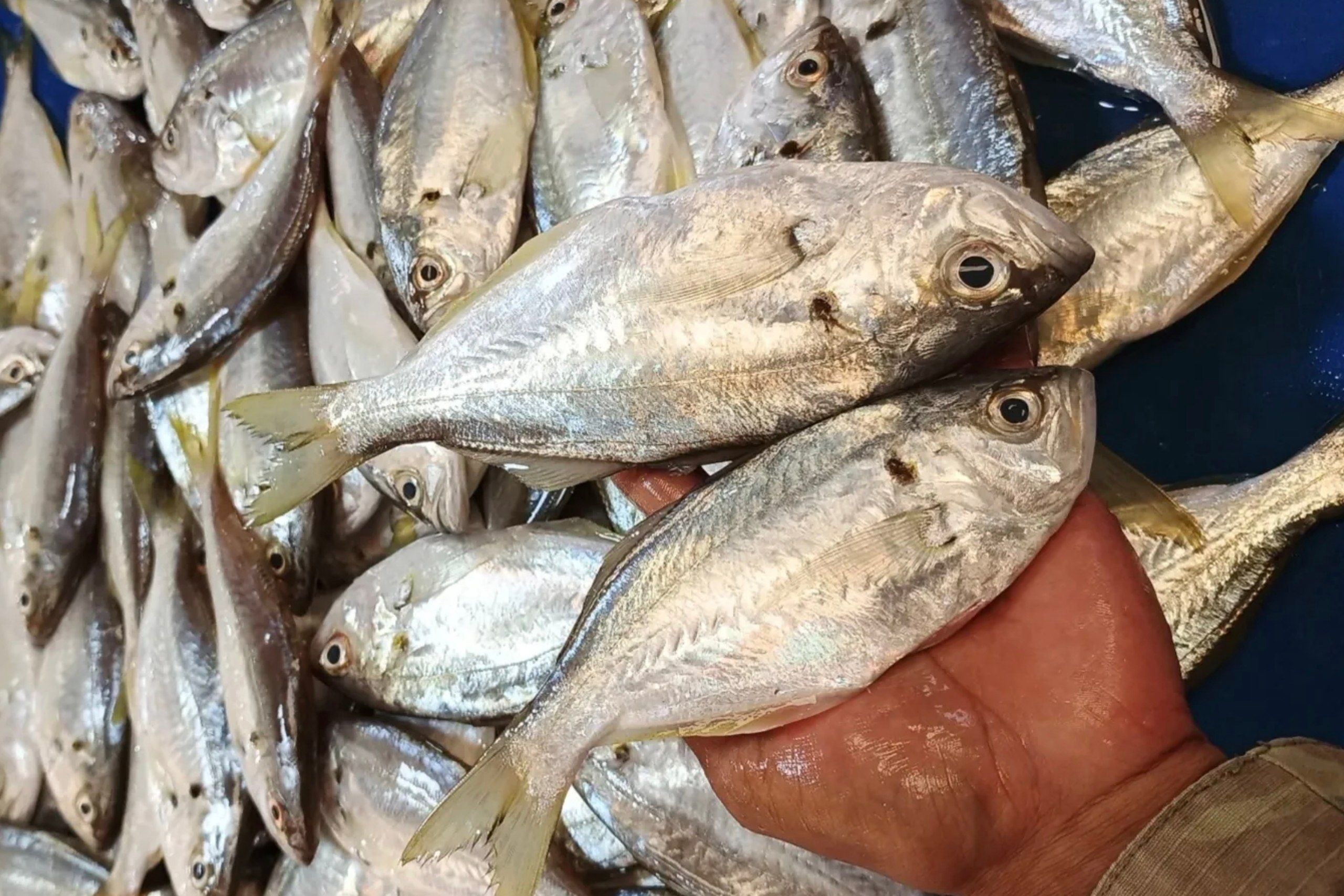 7 Manfaat Ikan Kapasan untuk Kesehatan yang Jarang Diketahui