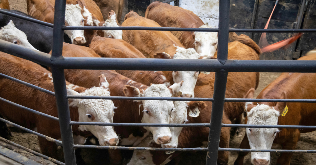 Cari Sapi dan Kambing Murah? Kunjungi Pasar Hewan Tradisional di Kuansing