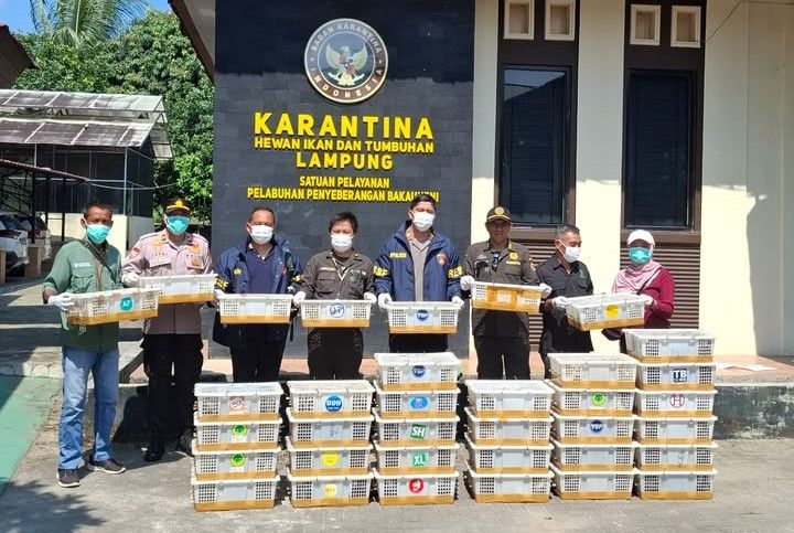 Karantina Lampung Gagalkan Pengiriman 670 Burung Tanpa Dokumen di Bakauheni