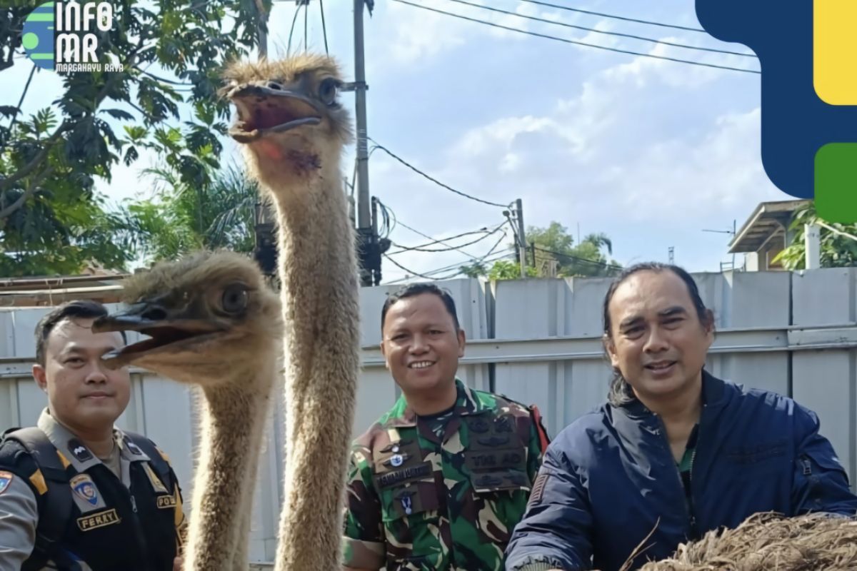 Pagar Tak Terkunci, Dua Burung Unta Lepas dan Hebohkan Warga Buahbatu