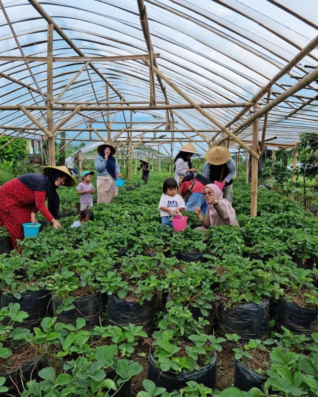 Rekomendasi Tempat Agrowisata Petik Buah Ramah Anak di Malang