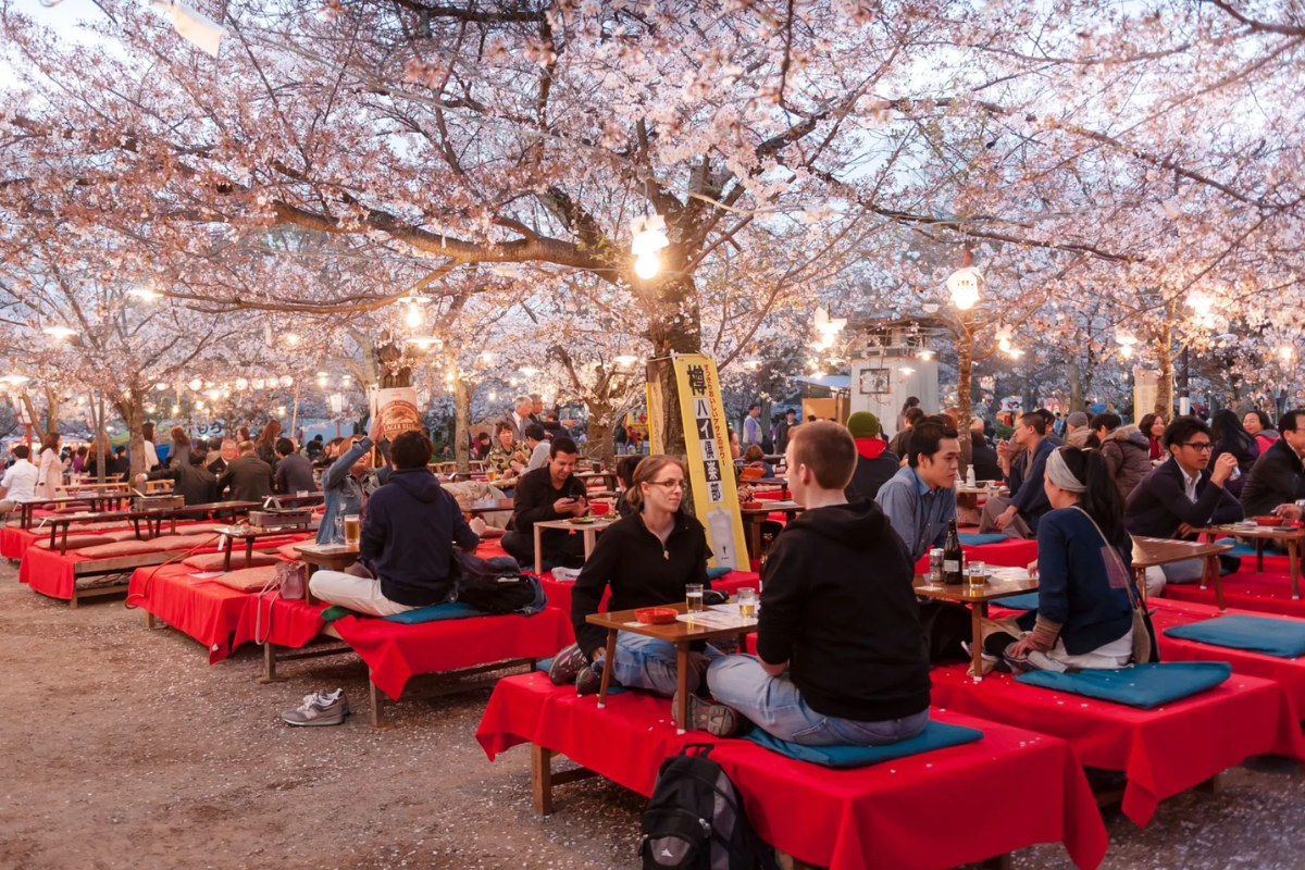 Rahasia Bunga Sakura! Alasan Tradisi Hanami di Jepang yang Melegenda