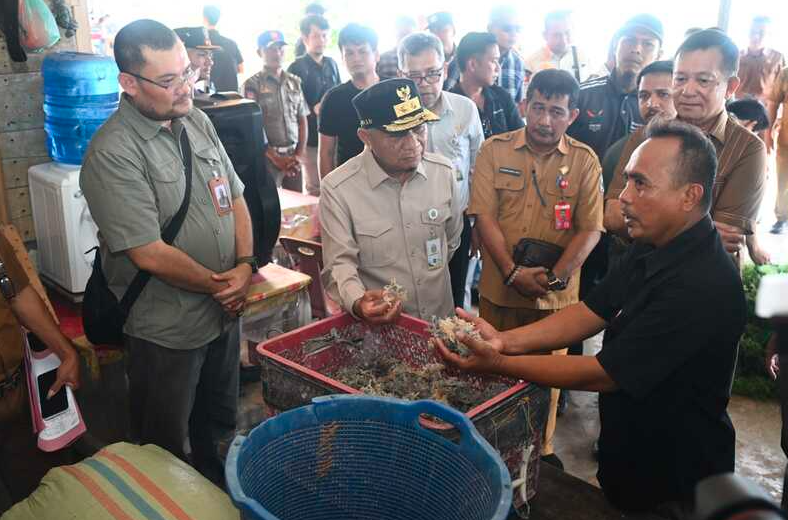 Wagub Surya Lihat Potensi Besar Rumput Laut Nias Utara, Minta Produk Tak Hanya Dijual Mentah