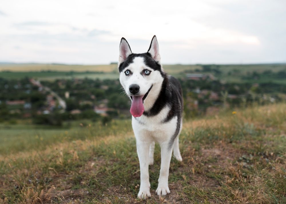 Bikin Geram! Anjing Husky Diduga Dibacok OTK di Tambun Bekasi, Pelaku Diburu Polisi