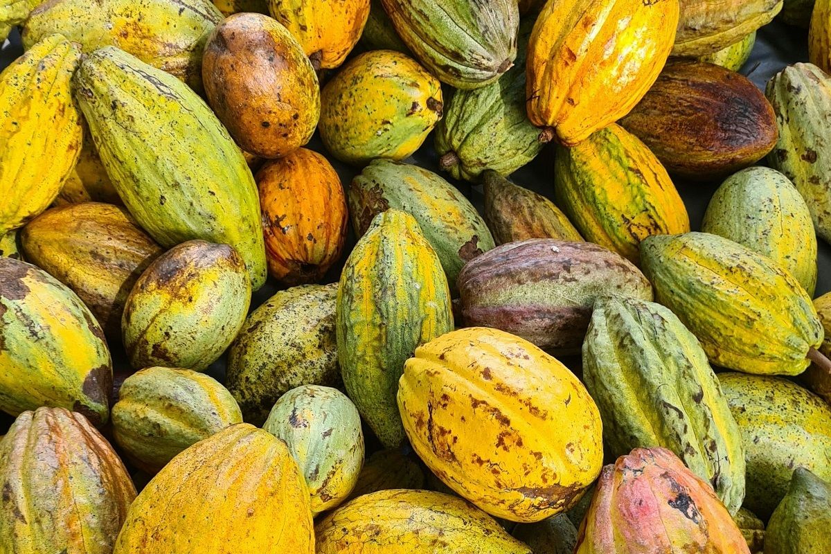 Lampung Bidik Jadi Pusat Kakao Premium Dunia