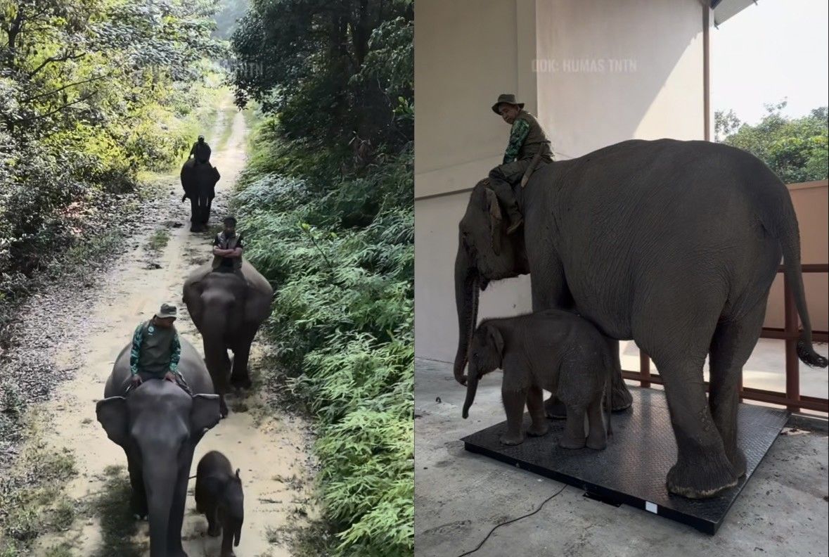 Viral Gajah Flying Squad Tesso Nilo Rutin Jalani Posyandu Setiap Tiga Bulan