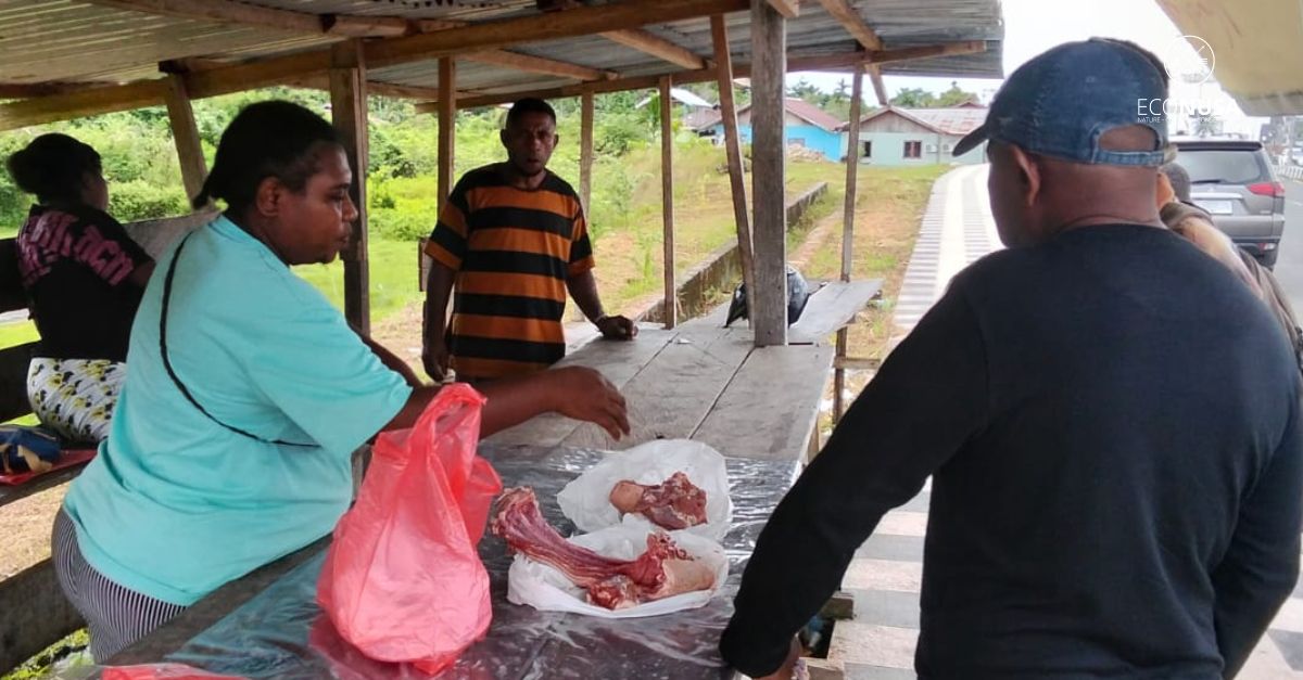 Boow Wanu Beta Kembangkan Usaha Babi Hutan Berbasis Hutan Adat di Papua