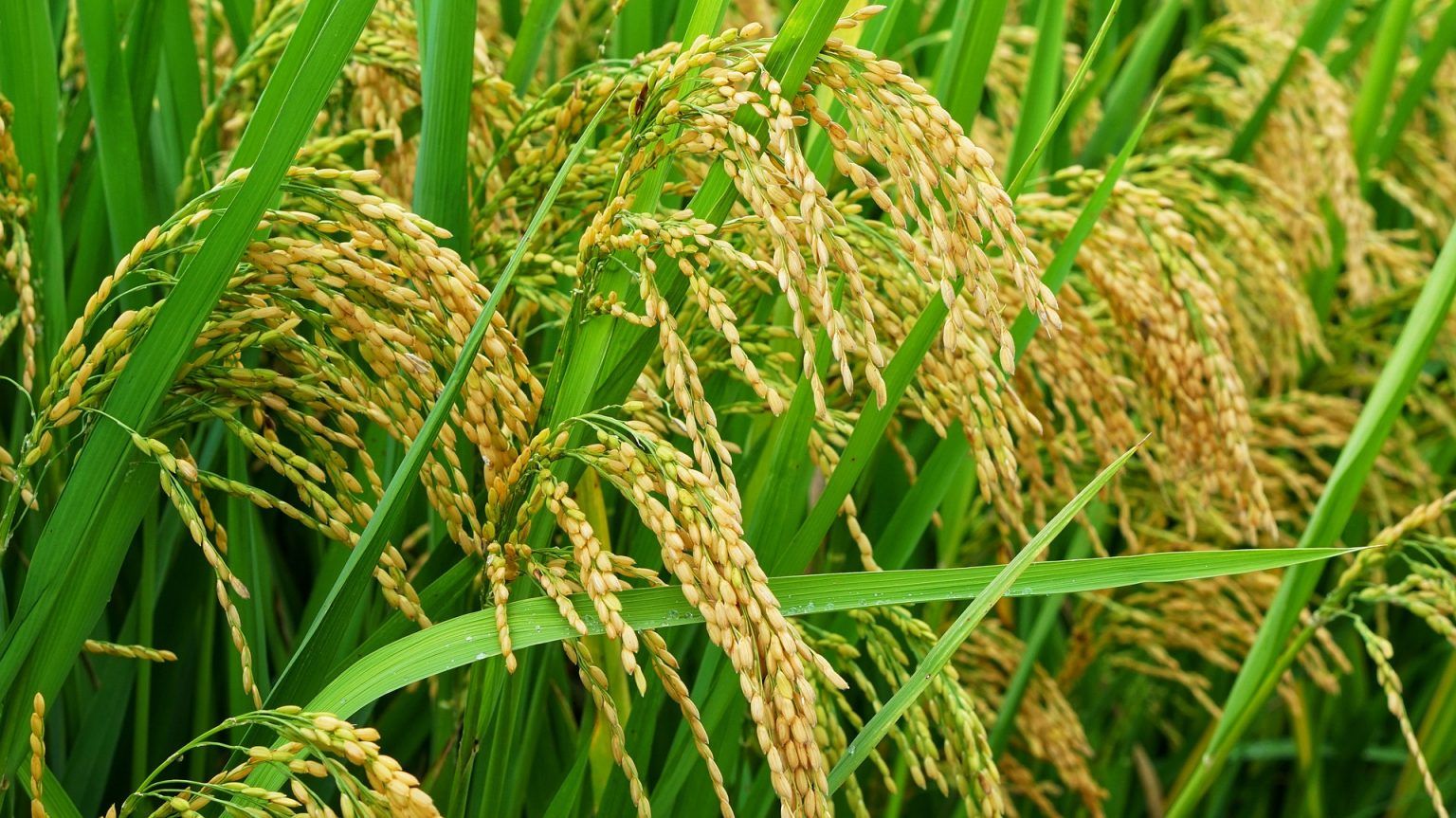 Langkah Nyata Kalsel Amankan Stok Padi dan Targetkan Produksi 1,3 Juta Ton di Musim Kemarau